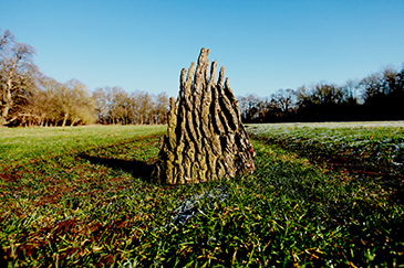 placed oak fragment art