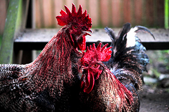 studio barn cockfight art